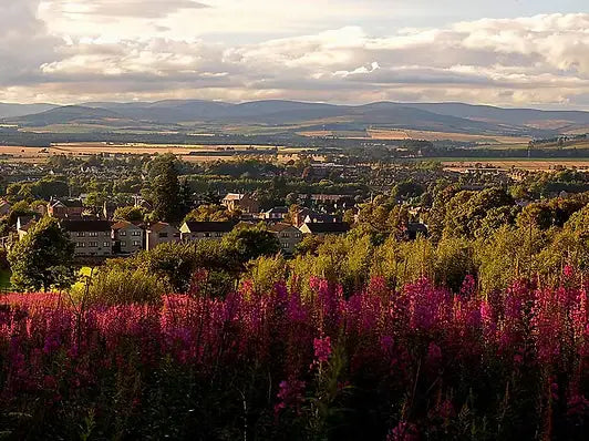 Pink fireweed with purple flowers in TRAKCARE digital upgrade