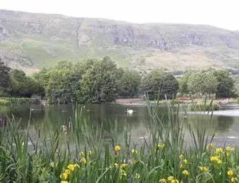 Green leafy plant with yellow flowers in Transformation Programme redesign