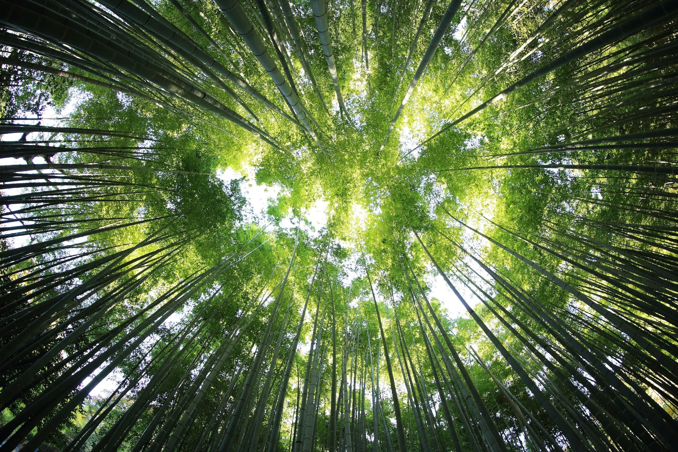 Lush bamboo forest canopy in National Green Standard